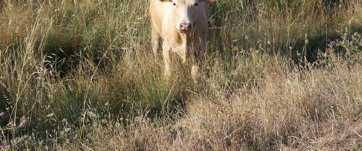 A cow standing in a grassy field.