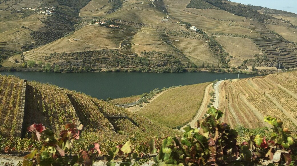 Plantações de uva.