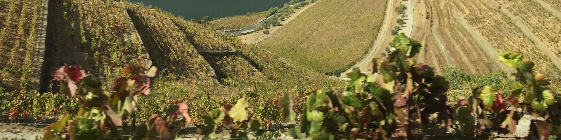 Plantações de uva.