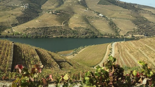 Plantações de uva.