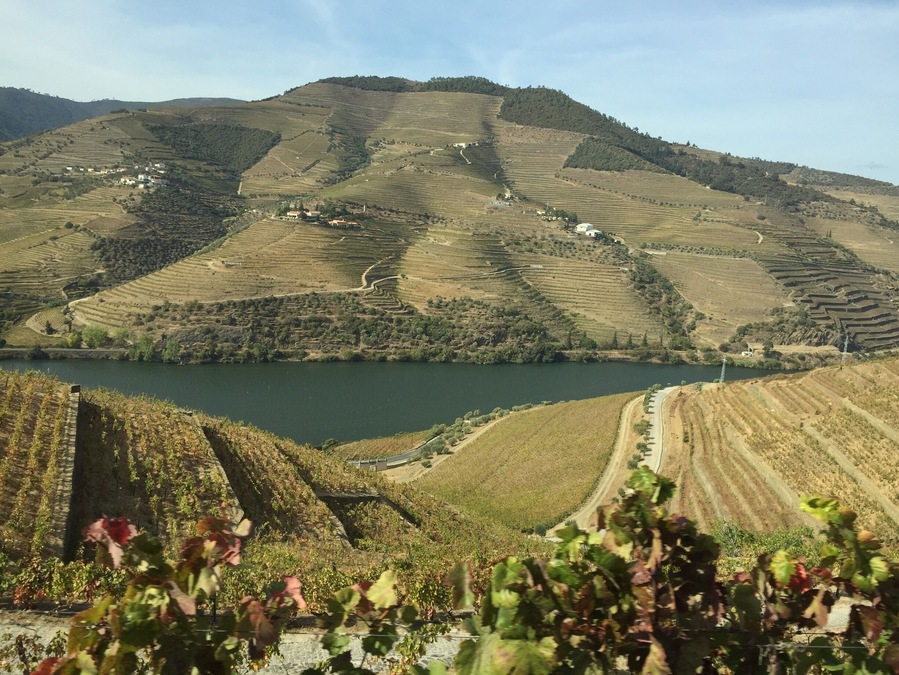 Plantações de uva.