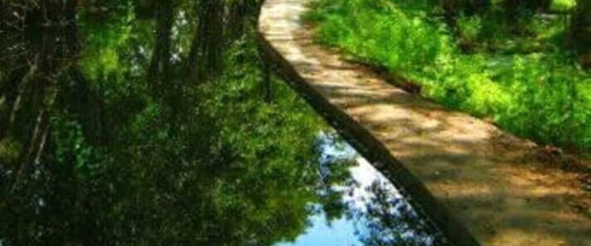 A narrow waterway surrounded by dense green foliage and trees.