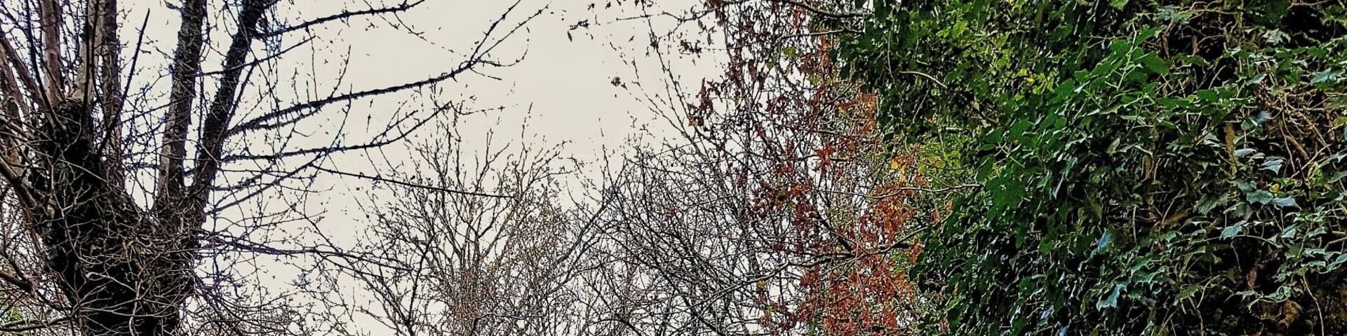 Morning walk around my #Hometown village. #happydays #nature #home