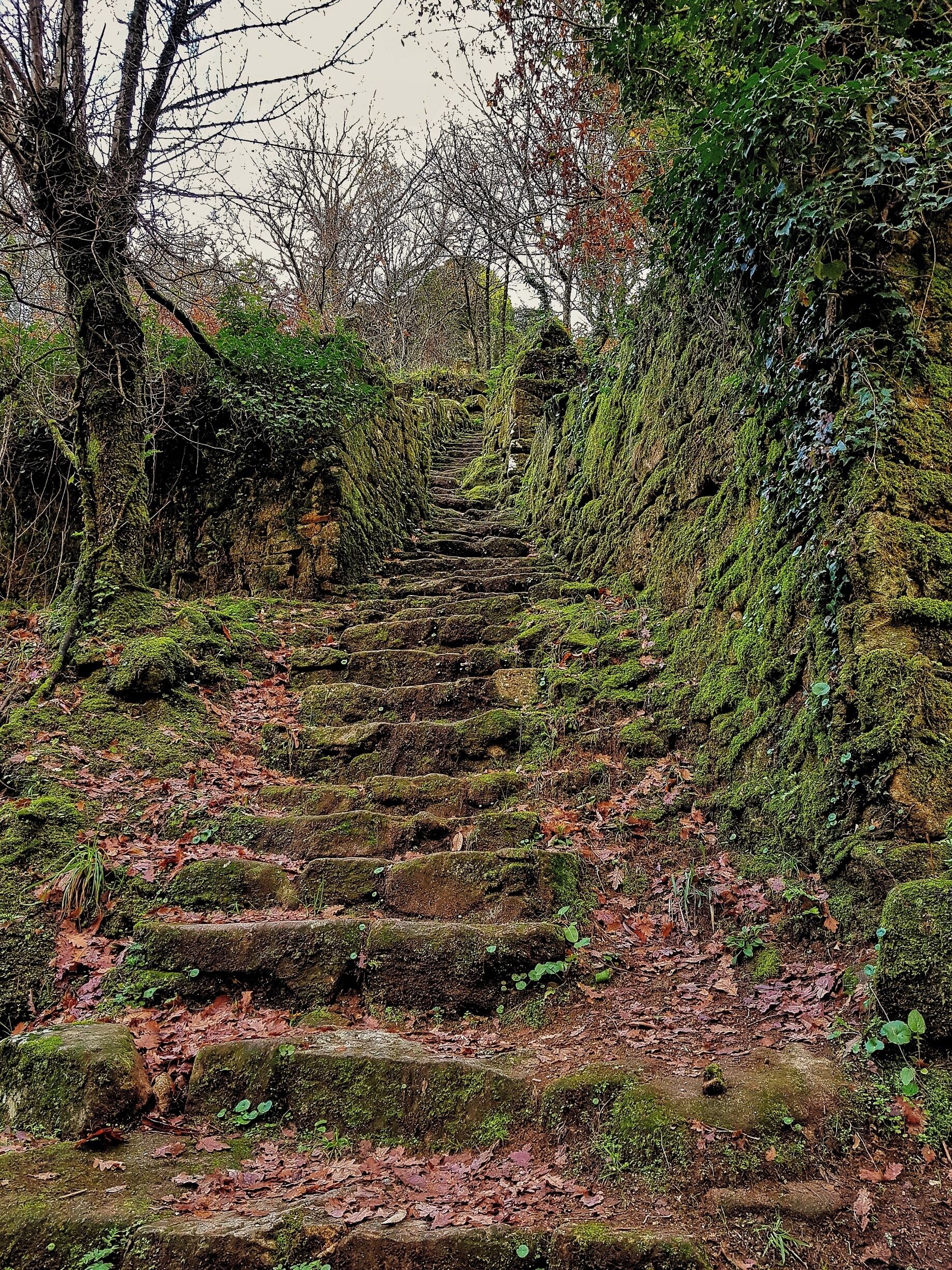A moss-covered stone staircase surrounded by dense foliage.