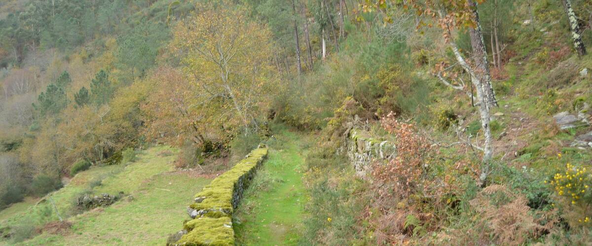 A stone wall along a hillside with a grassy path, surrounded by autumn-colored trees and dense forest.