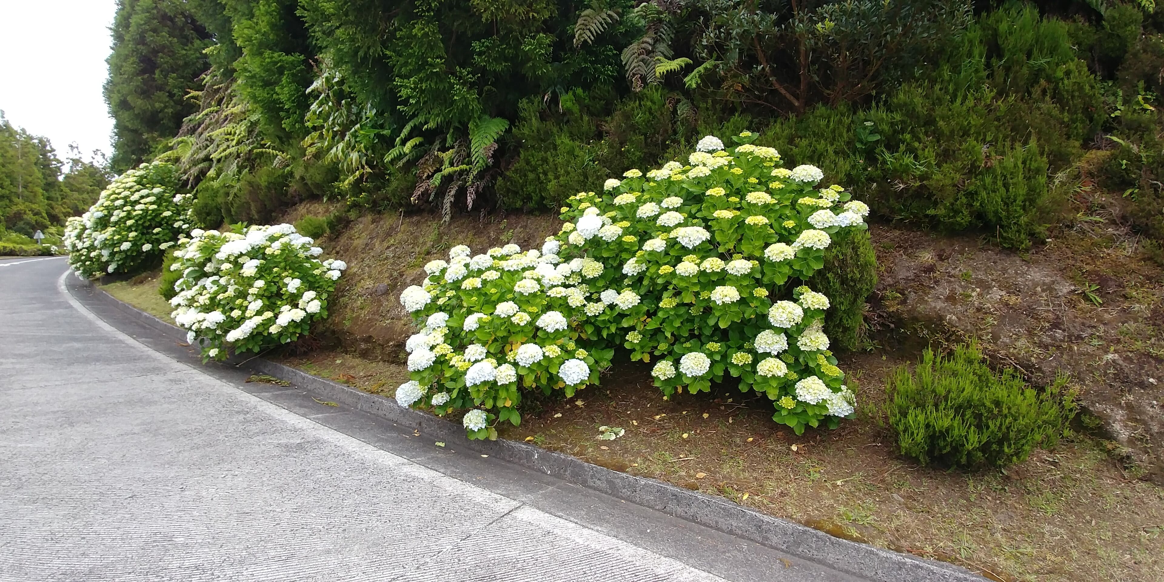 Hydrangea grows wild in the roads of Sao Miguel Azores. Note that no one can  pick any flowers,  you can get funed if caught.