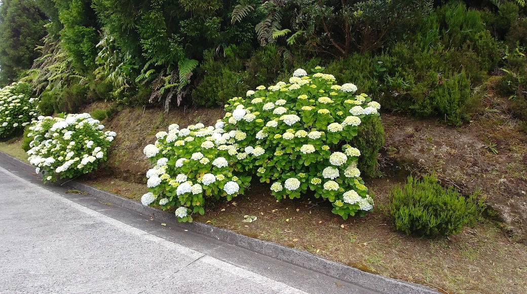 Hydrangea grows wild in the roads of Sao Miguel Azores. Note that no one can pick any flowers, you can get funed if caught.