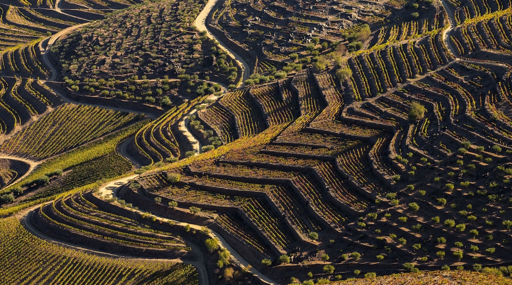 São João da Pesqueira