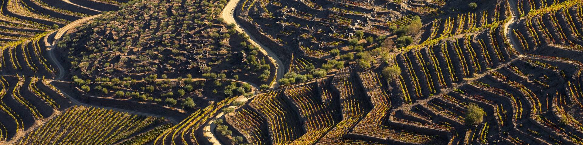 Terraced vineyards with winding paths.