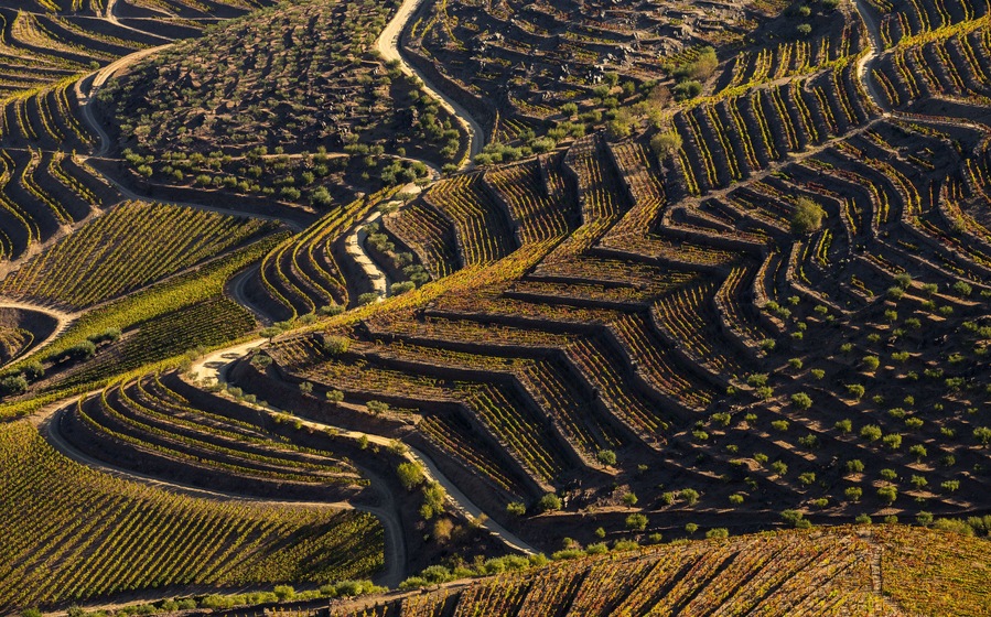 Terraced vineyards with winding paths.