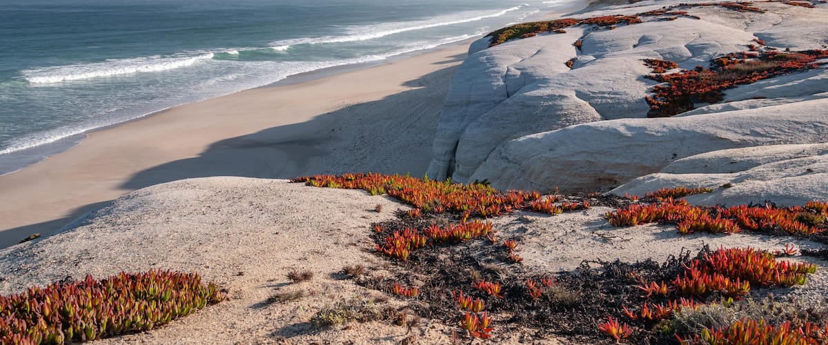 A beach with white rocks and red seaweed.