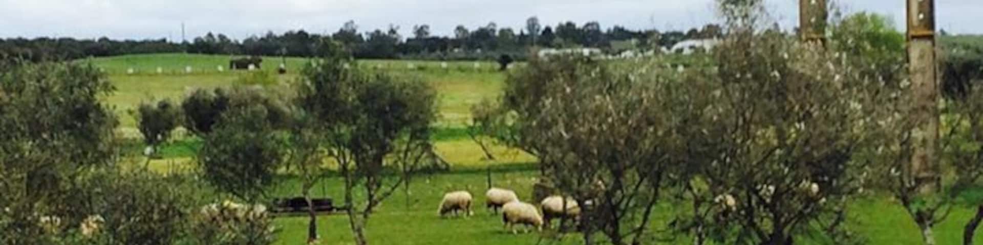Country side around Evora, Alentejo, Portugal