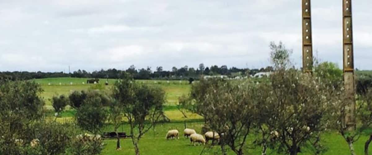 A green field with sheep and trees.