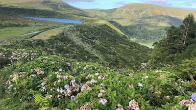 A valley with a lake, rolling hills, and hydrangea flowers.