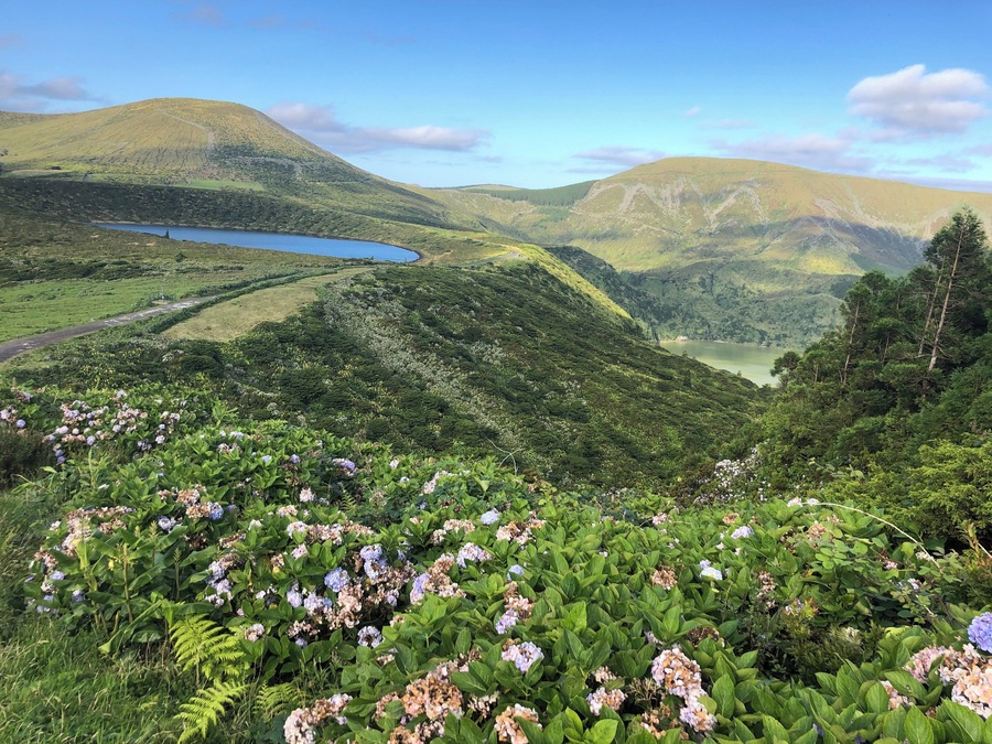 Beautiful Flores