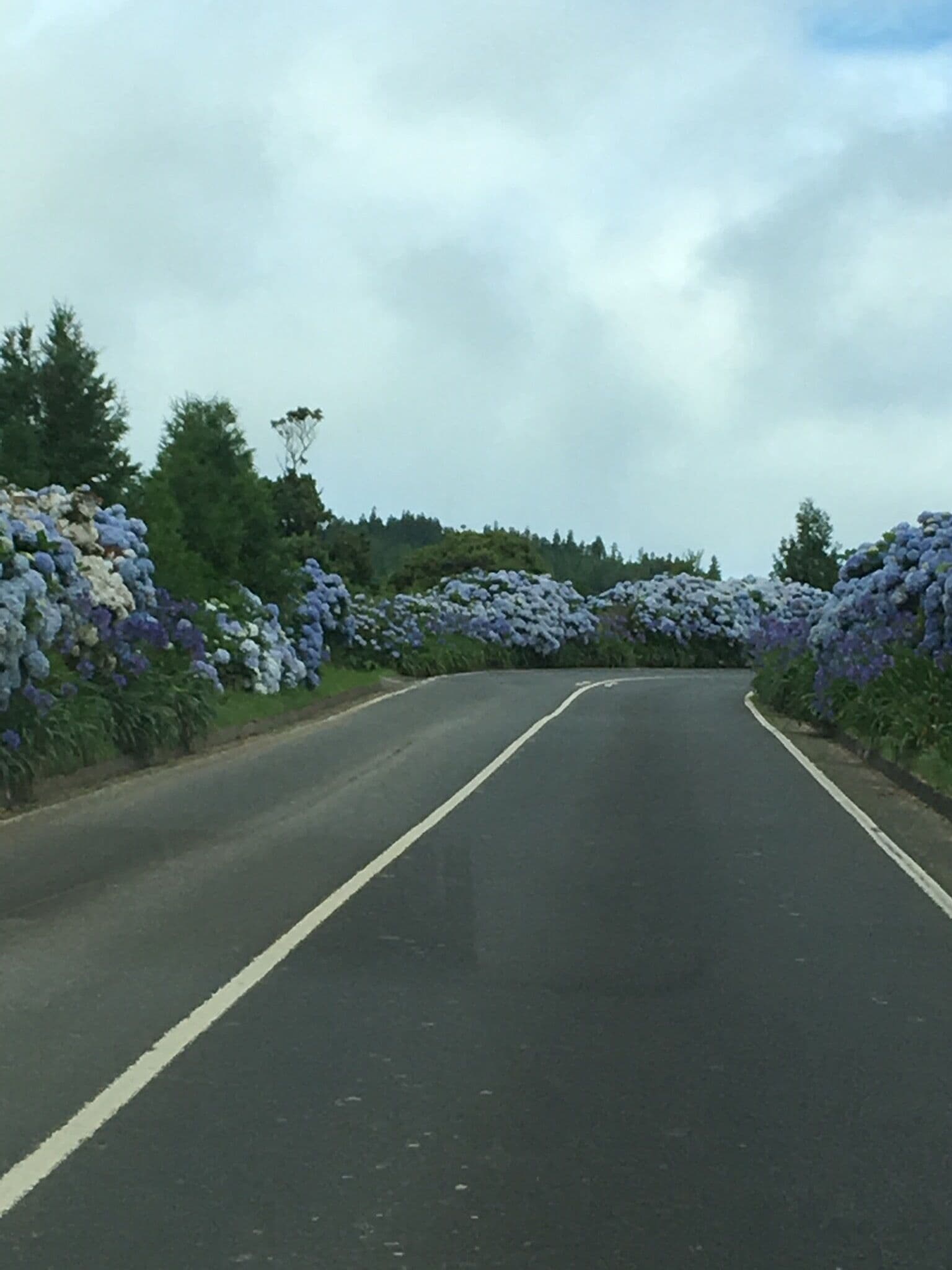 This is one of the roads chover with flowers that you will find in Sao Miguel Island - Açores ! By the way this one of the most beautiful islands I have ever been ! #Açores #sãomiguel #travel