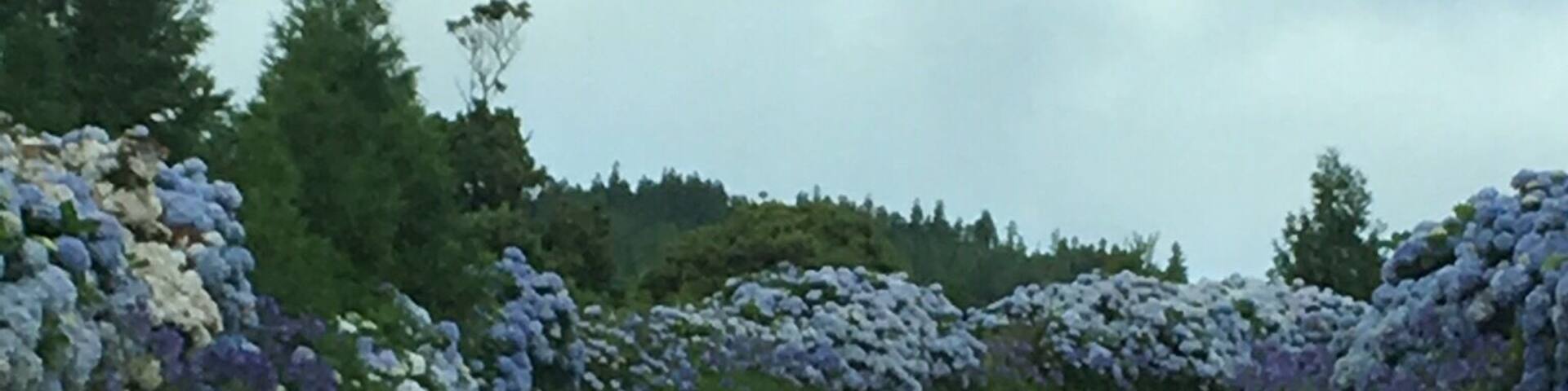 This is one of the roads chover with flowers that you will find in Sao Miguel Island - Açores ! By the way this one of the most beautiful islands I have ever been ! #Açores #sãomiguel #travel