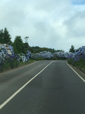 This is one of the roads chover with flowers that you will find in Sao Miguel Island - Açores ! By the way this one of the most beautiful islands I have ever been ! #Açores #sãomiguel #travel