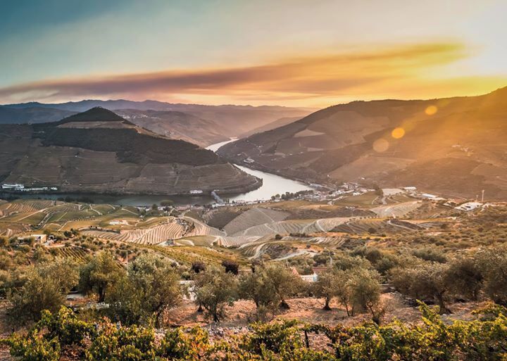 A vineyard landscape with terraced fields, a river, and hills in the background.