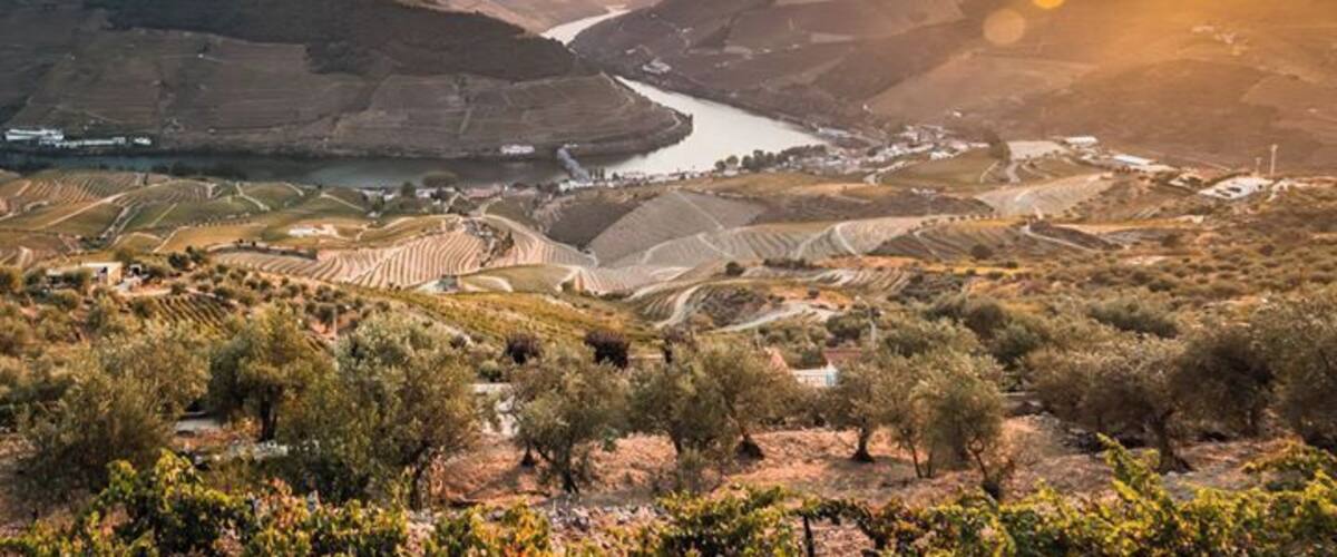 A vineyard landscape with terraced fields, a river, and hills in the background.