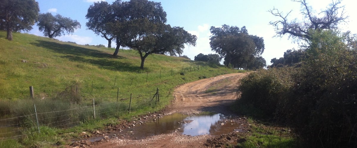 A dirt road winding through a grassy landscape with a small stream and trees.