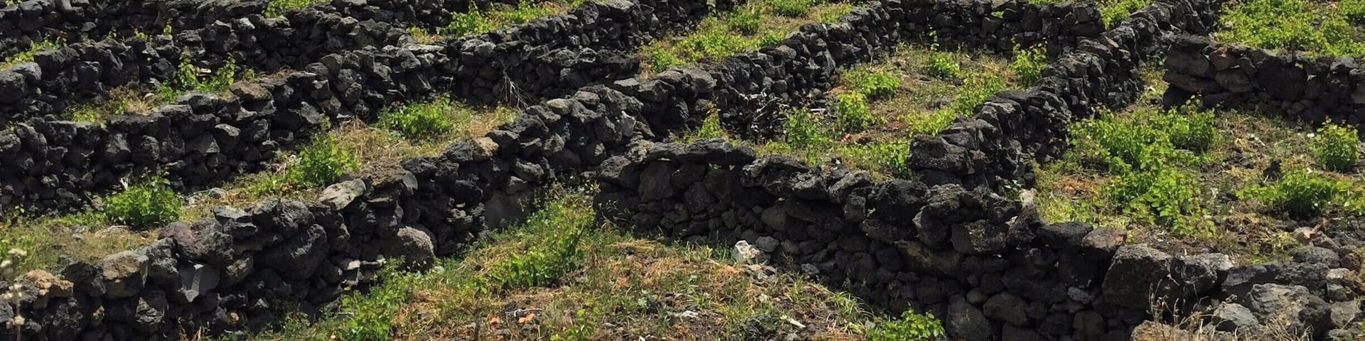 This is a photo of the Landscape of the Pico Island Vineyards UNESCO World Heritage site. Here and in a few other areas of the island, you’ll see the land divided up into small rectangular plots by piles of black basalt (volcanic rock formed by lava), a centuries-old practice. These walls protect the vines from the strong ocean winds and salt water spray as well as warm the grapes. Vineyards literally #InStone . #volcanic #PicoIsland #Azores #historicvineyards