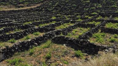 A volcanic landscape with lava fields and scattered greenery.