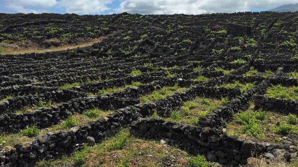 A volcanic landscape with lava fields and scattered greenery.