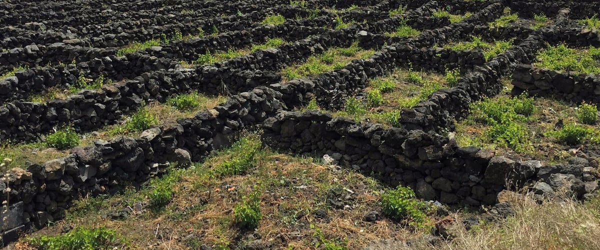 A volcanic landscape with lava fields and scattered greenery.