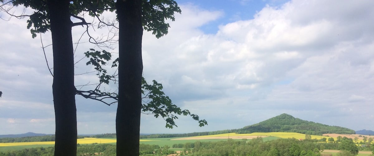 A landscape with two prominent trees, a hill in the distance, and fields of yellow flowers.