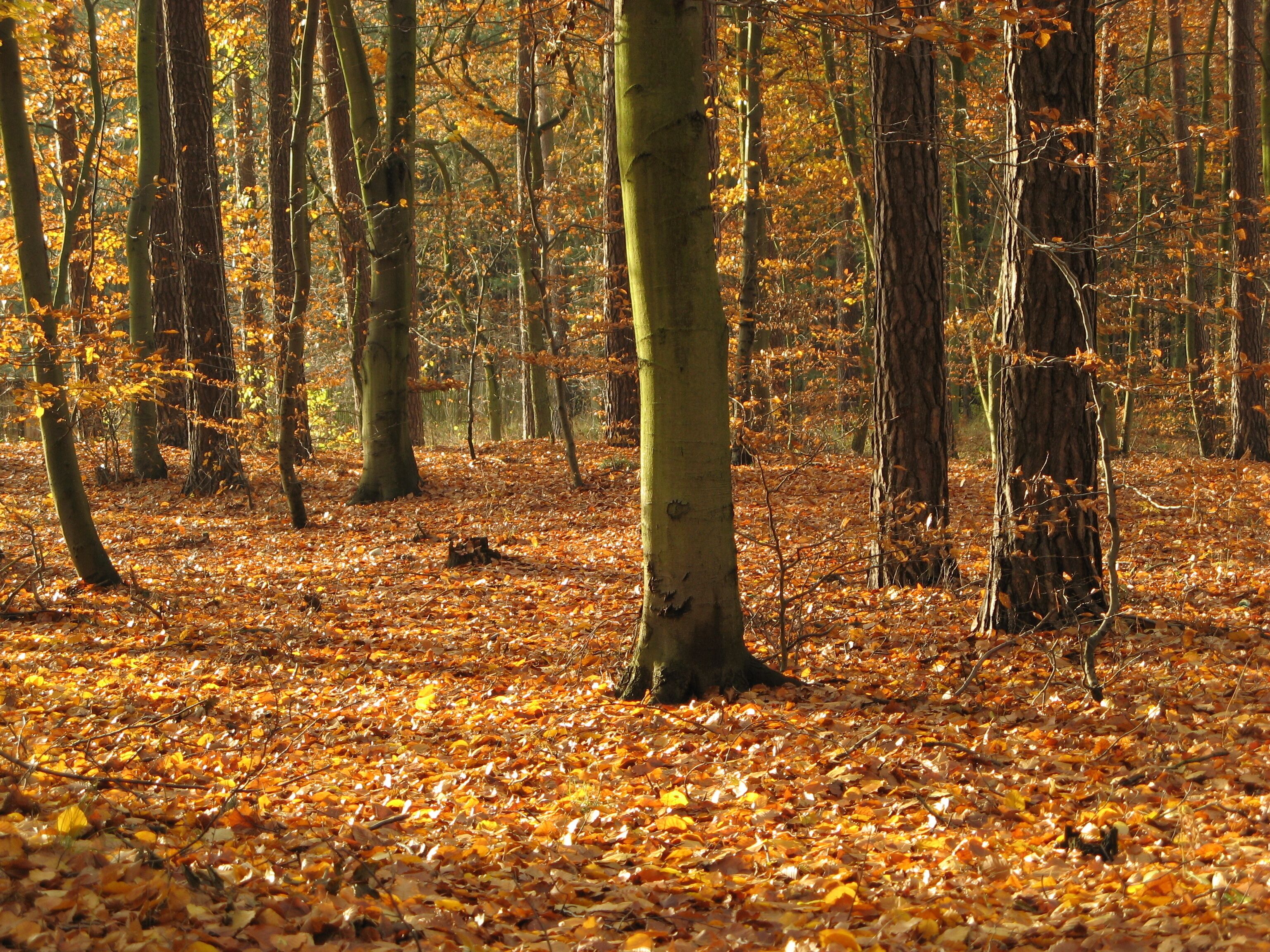 A forest with autumn leaves on the ground and trees.