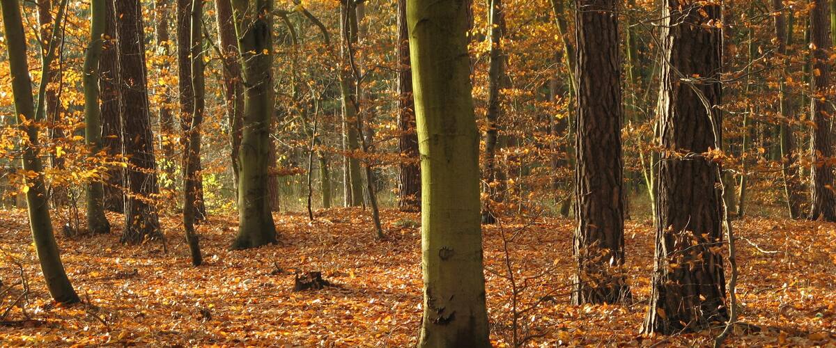 A forest with autumn leaves on the ground and trees.
