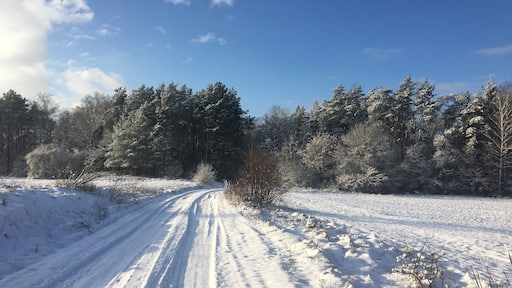 A walk in the Bialowieza Forest in Poland's pristine region Podlasie. Part of primeval forest that dates back 4500 years.
Good place to practice Nordic walking or meditation - for hours you will meet no one but elks and wild boars. The temperatures can drop down to -25C, but you will also get lots of sun on your face!
#LifeAtExpediaGroup