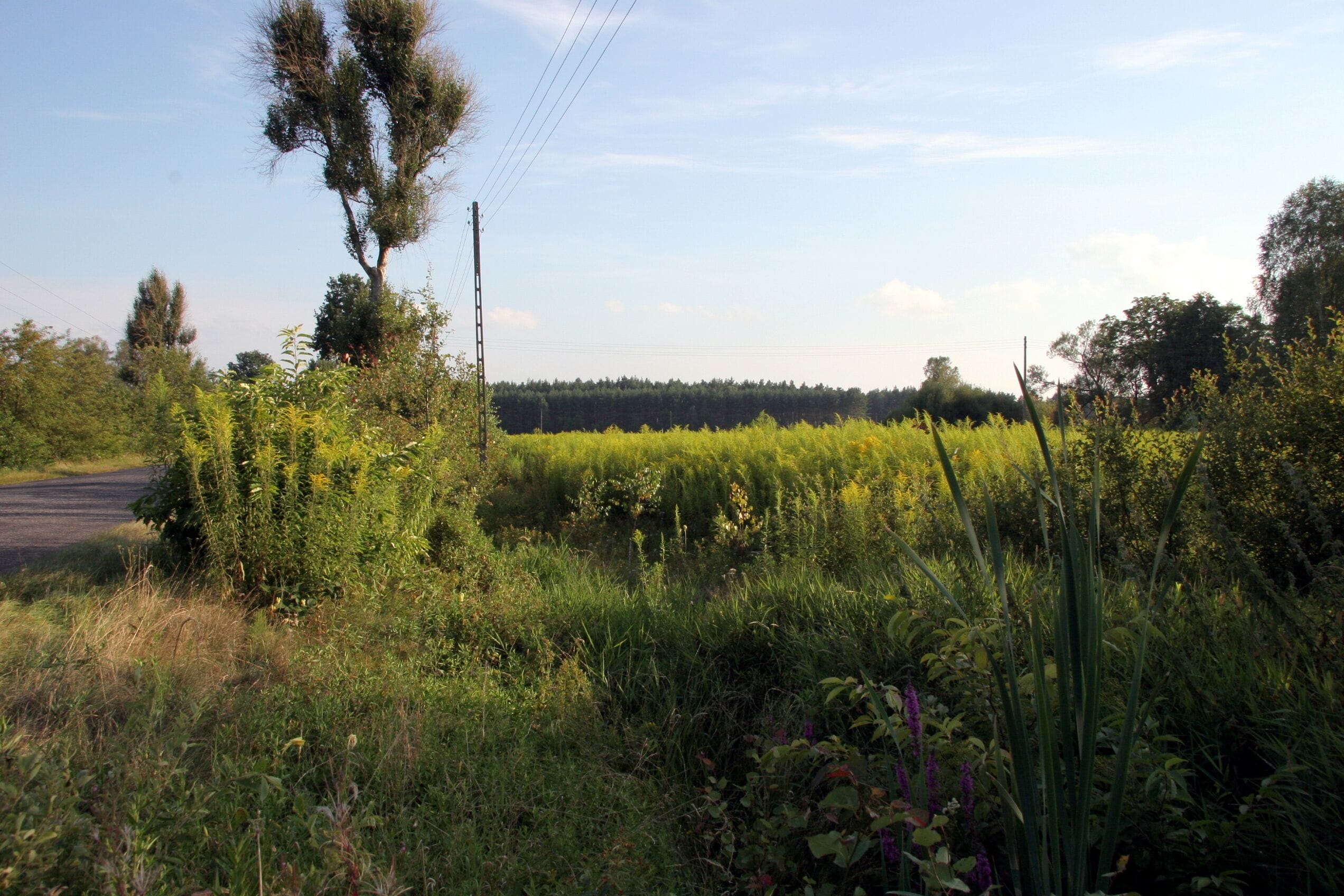 Pole nawłoci kandyjskiej