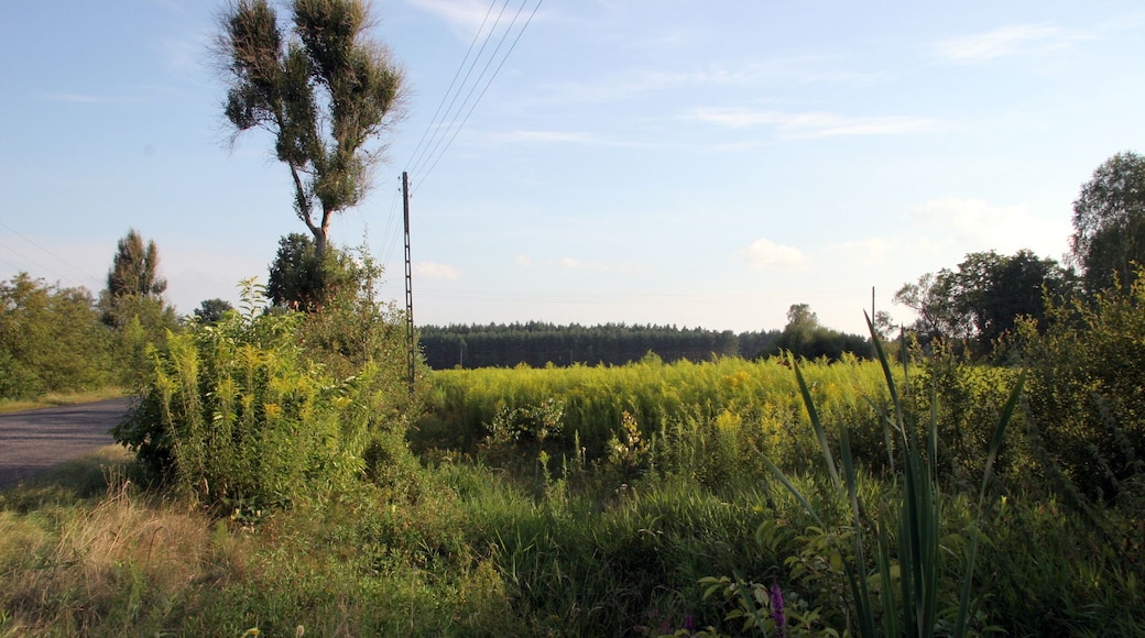 Pole nawłoci kandyjskiej