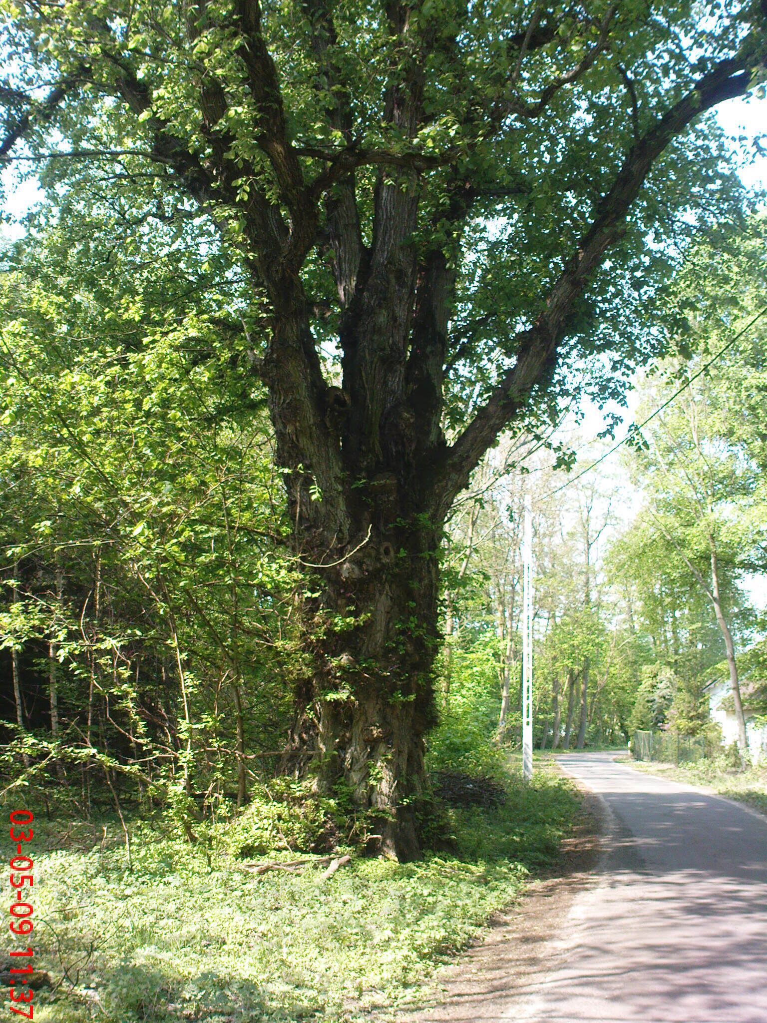 Stare drzewo przy wjeździe do Myśliborza