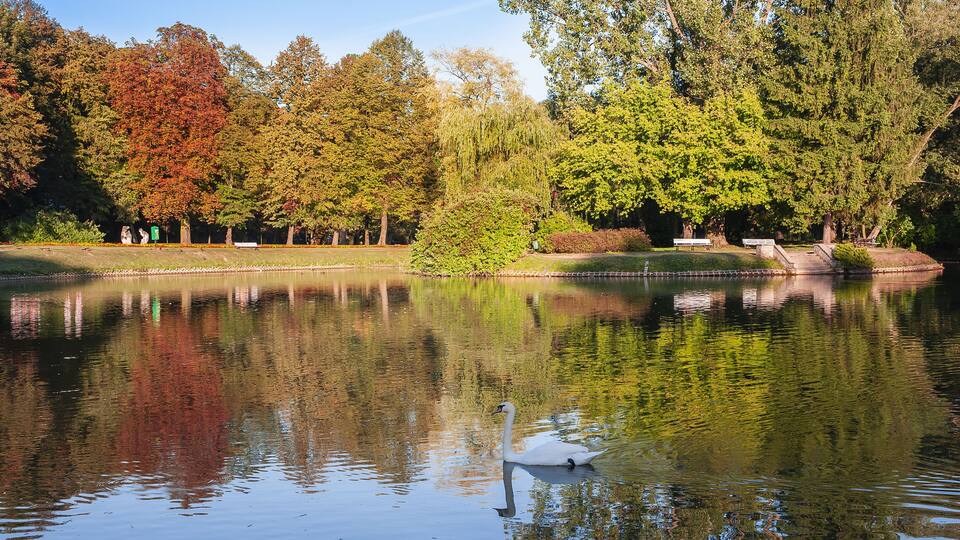 A serene lake with a swan, surrounded by autumn-colored trees and a clear blue sky.