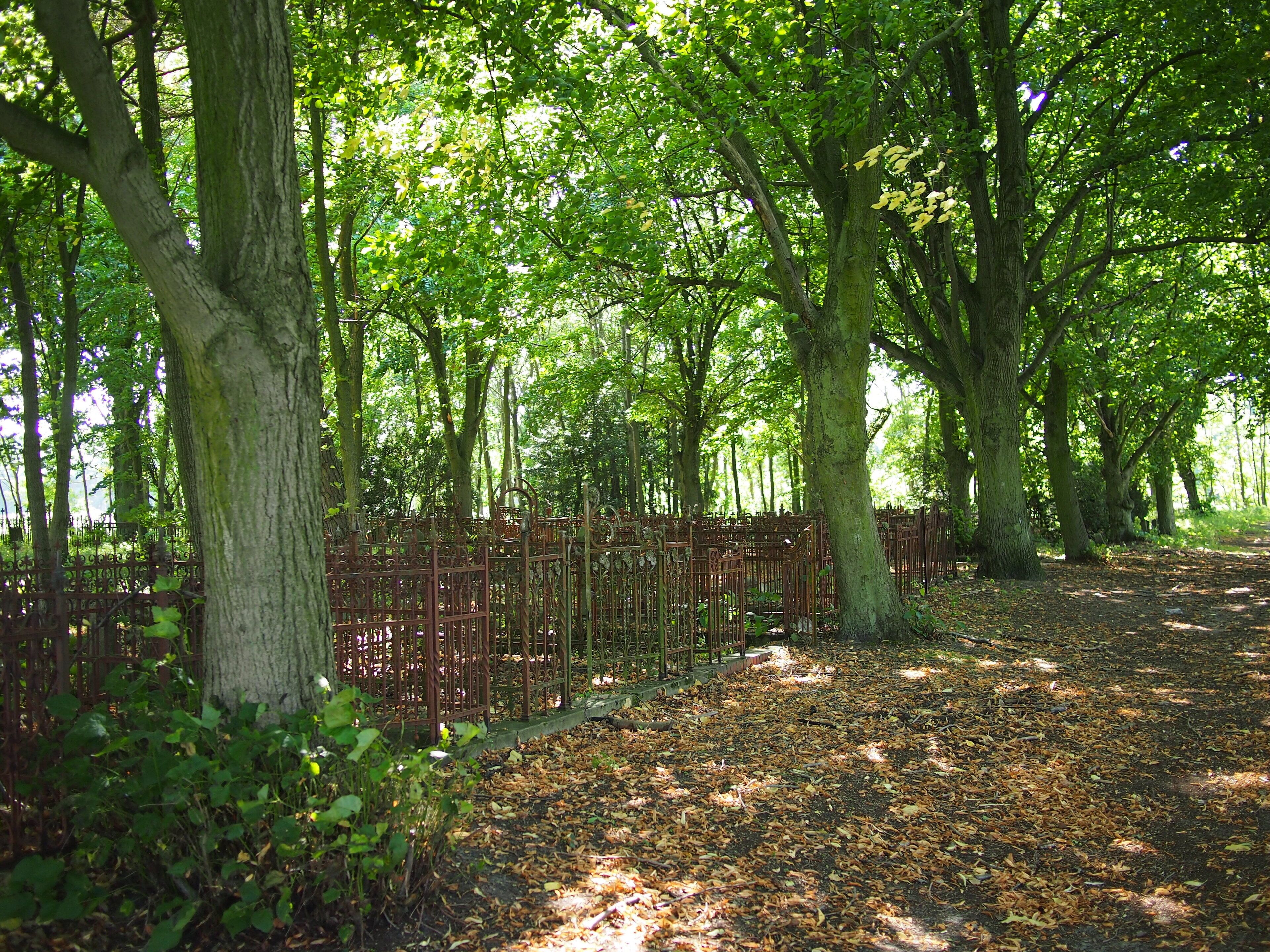 A forested area with a metal fence and a path covered with fallen leaves.