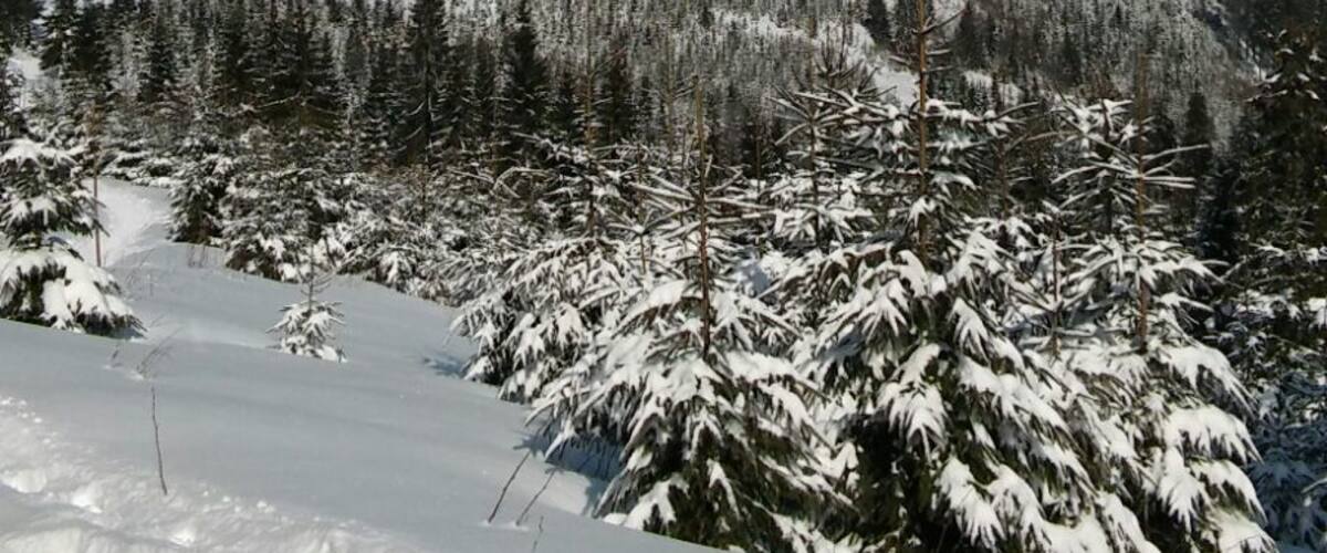 A snow-covered mountain landscape with dense forests and a clear sky.