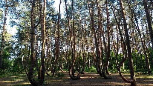The Crooked Forest (or Krzywy Las, in Polish) is easily accessible from Dolna Odra station, near the city of Szczecin in Poland's West Pomerania region. Wander through the woodland among the tall, thin trees and find this fascinating patch of forest where all the trees grow at unusual angles from the roots (apparently due to having been cut in a certain way when they first began to grow).
