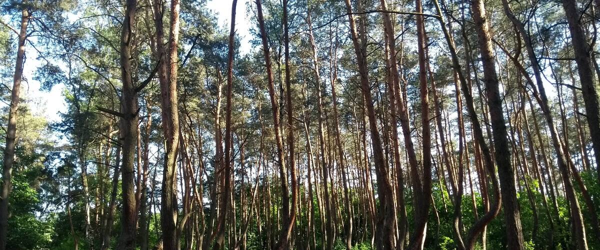 A forest with tall trees and a dirt path.