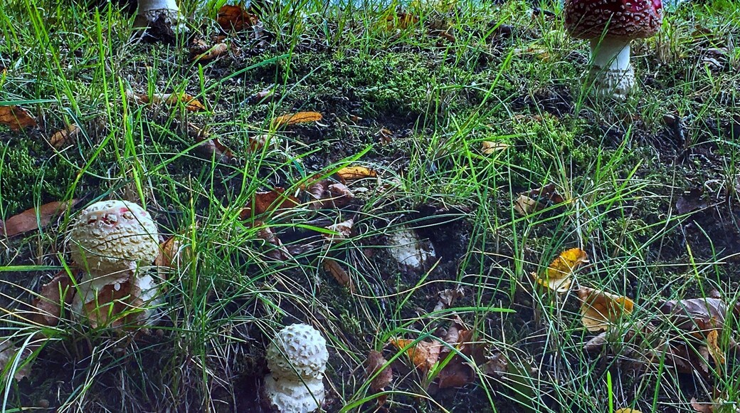 Toadstools in the field of Grunwald