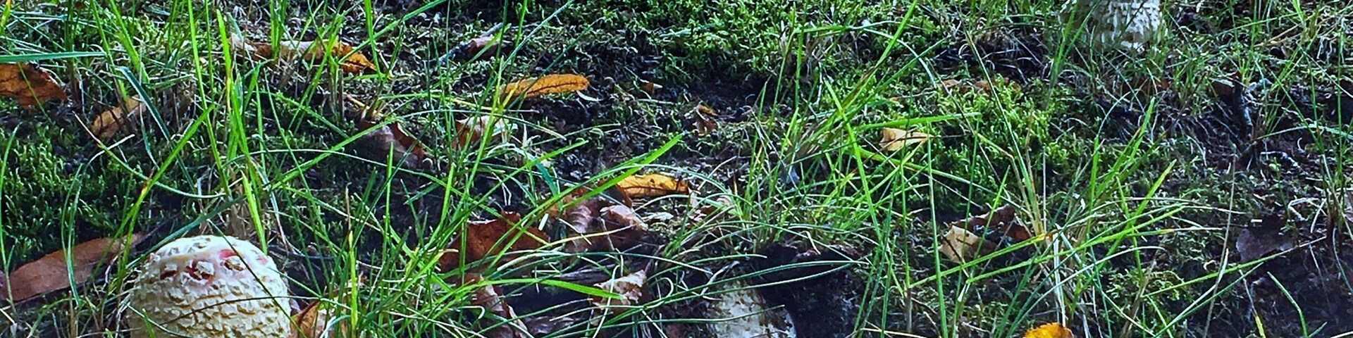 Toadstools in the field of Grunwald