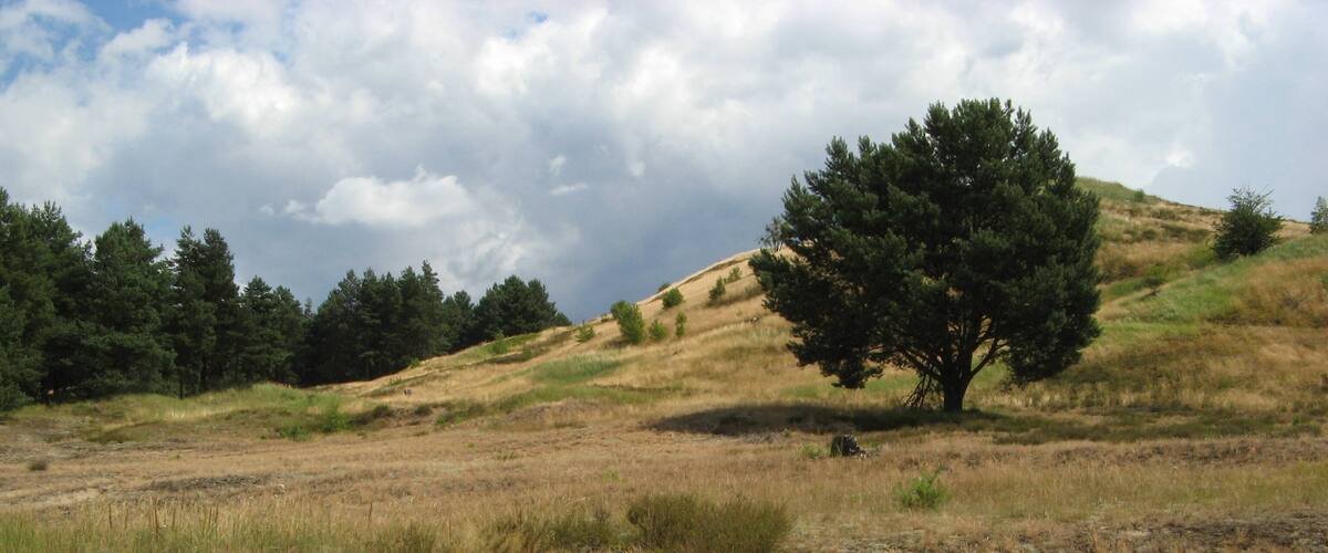 A grassy hillside with a lone tree and dense forest in the background.