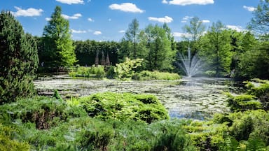 Een vijver met waterlelies, omgeven door weelderige groene begroeiing en bomen.