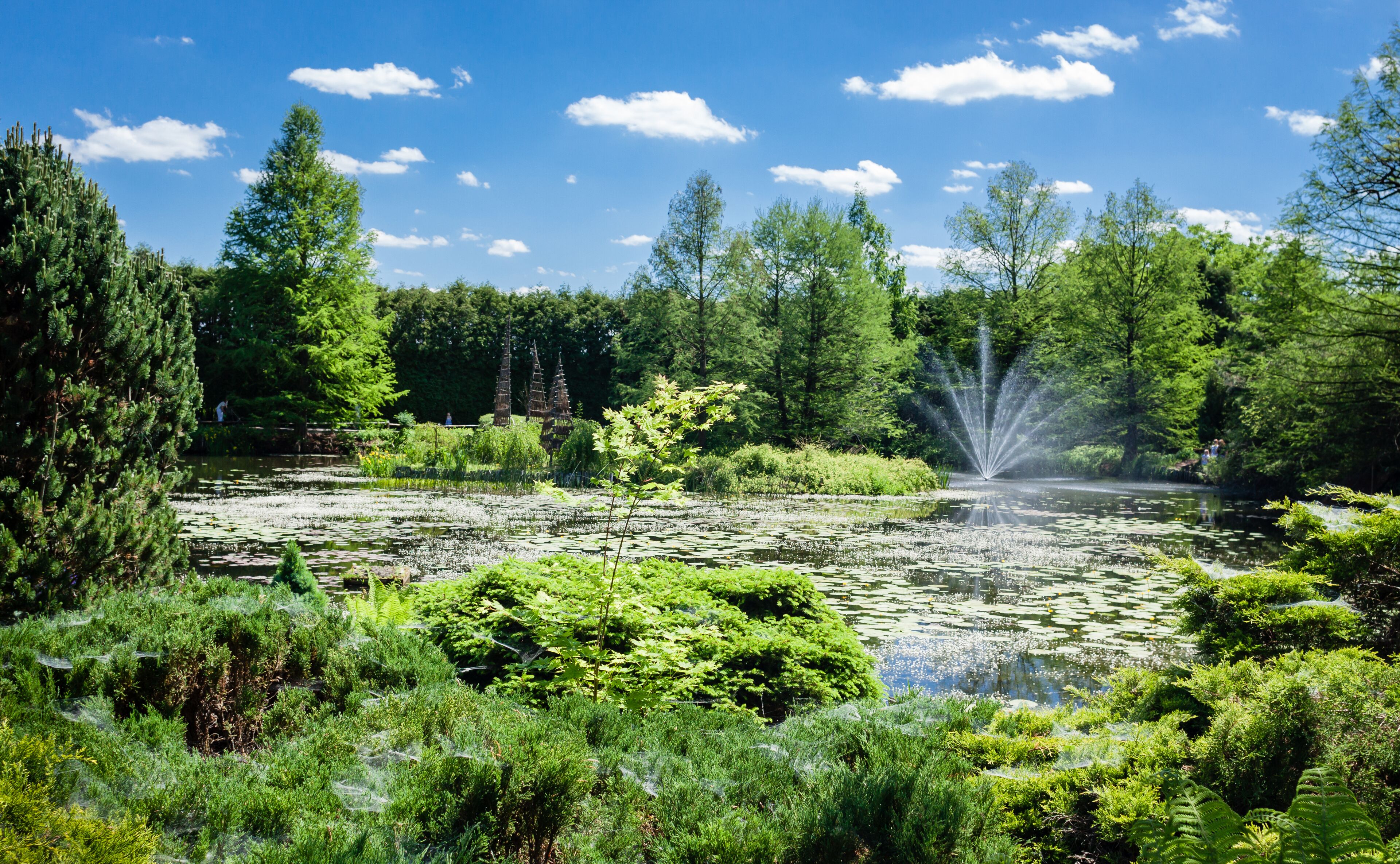 A pond with lily pads surrounded by dense green foliage and trees.