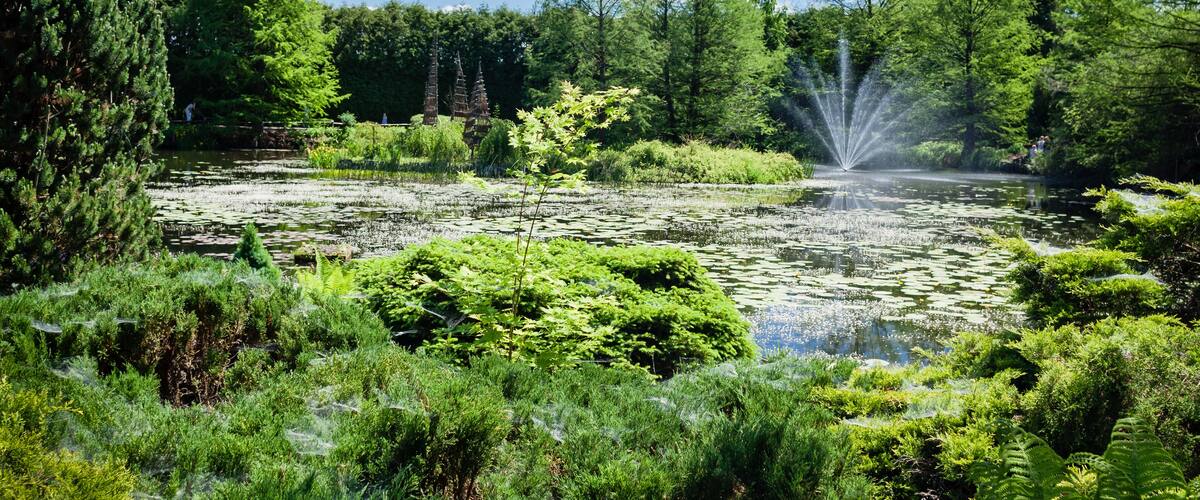 A pond with lily pads surrounded by dense green foliage and trees.