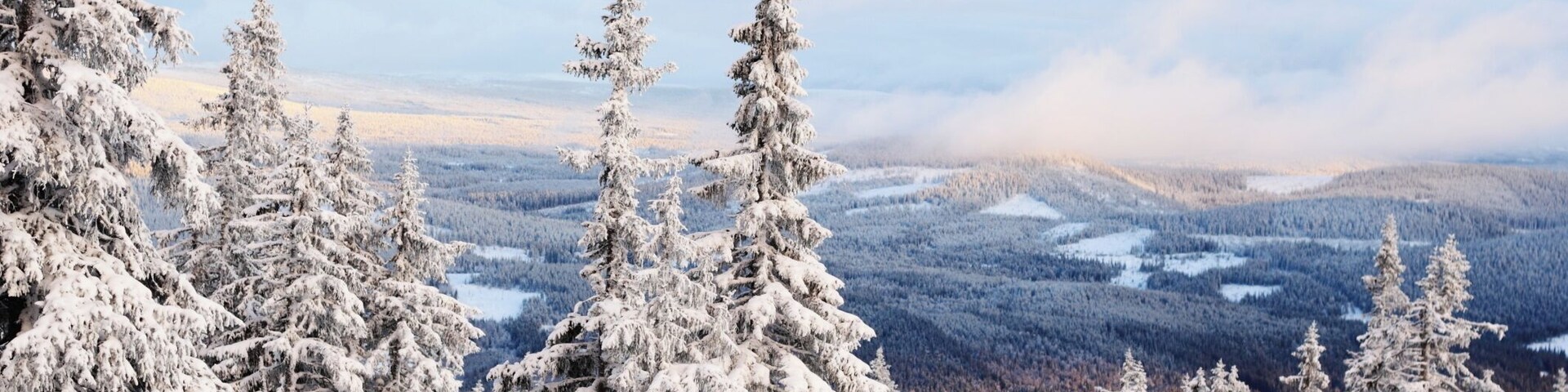 A snowy forest with tall evergreen trees and a distant mountain range.