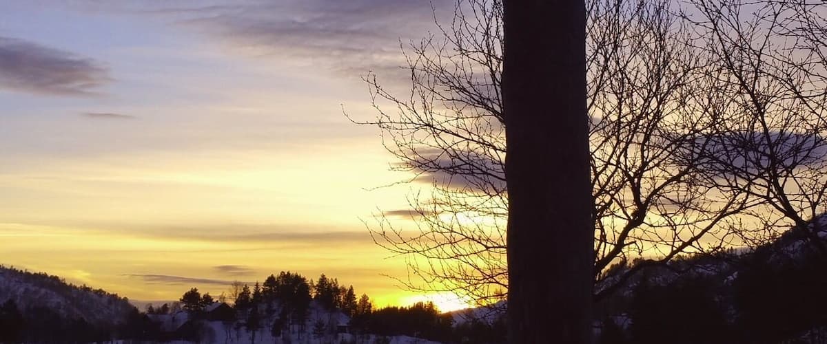 A silhouette of a tree with outstretched branches against a sunset sky.