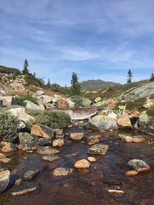 Beautiful hiking and wild berry picking during September. We parked just below the restaurant and hiked up into the trails above the cabins.